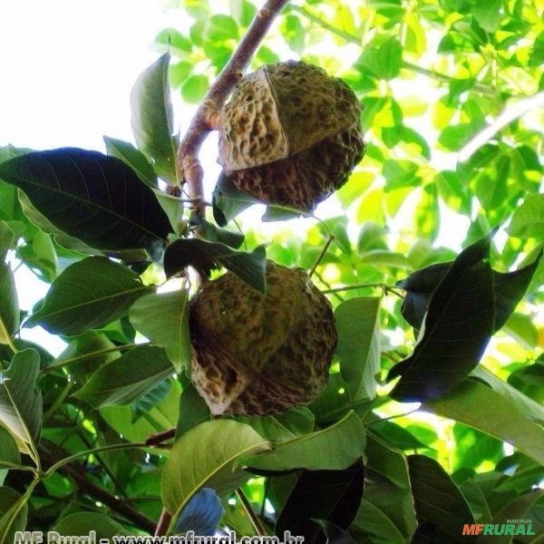 Andá- assú (Joanesia princeps) Imagem Andá- assú (Joanesia princeps)