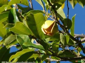 Araticum Açú (Annona montana)