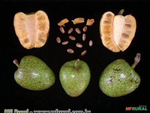 Araticum do Brejo (Annona glabra) Imagem Araticum do Brejo (Annona glabra)