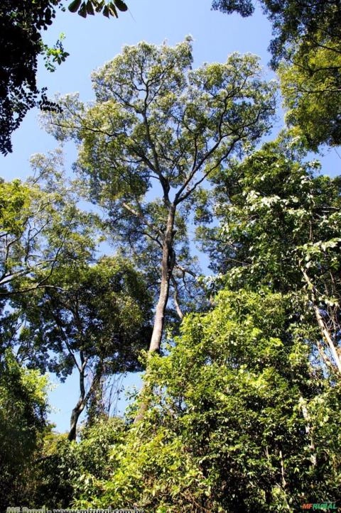 Arvore da mamona (Micrandra elata) Imagem Arvore da mamona (Micrandra elata)