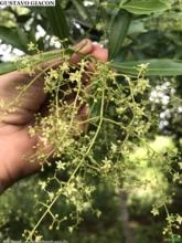 Canela de Veado (Helietta appiculata)