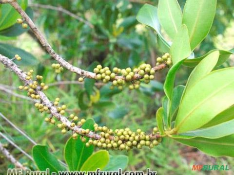 Capororoca (Rapanea ferruginea) Imagem Capororoca (Rapanea ferruginea)