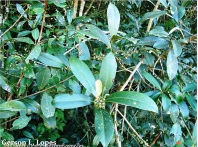 Capororoca Branca (Myrsine gardneriana) Imagem Capororoca Branca (Myrsine gardneriana)