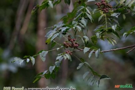 Catiguá (Trichila hirta) Imagem Catiguá (Trichila hirta)