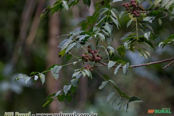 Catiguá (Trichila hirta) Imagem Catiguá (Trichila hirta)