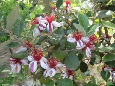 Feijoa (Acca selowiana) Imagem Feijoa (Acca selowiana)