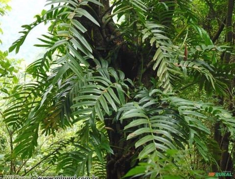 Rafidofora (Rhaphidophora decursiva) Imagem Rafidofora (Rhaphidophora decursiva)
