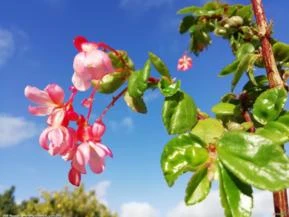 Begônia de Metro (Begonia fuchsioides)