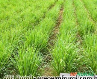 CAPIM CIDREIRA OU CAPIM LIMÃO (Cymbopogon citratus) Imagem CAPIM CIDREIRA OU CAPIM LIMÃO (Cymbopogon citratus)