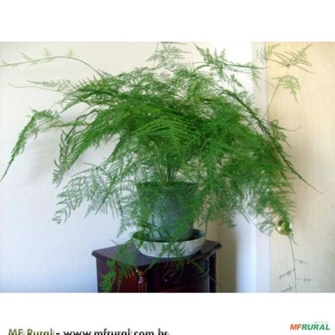 Aspargo Melindre (Asparagus setaceus) Imagem Aspargo Melindre (Asparagus setaceus)