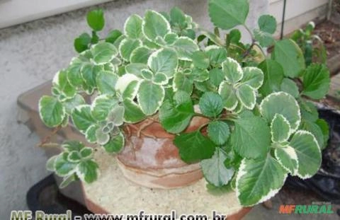 Dólar Variegato (Plectranthus nummularius) Imagem Dólar Variegato (Plectranthus nummularius)