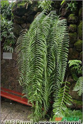 Samambaia de Metro (Polypodium subauriculatum) Imagem Samambaia de Metro (Polypodium subauriculatum)