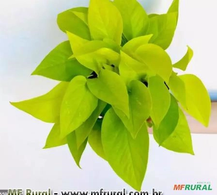 Jibóia Amarela Cuia (Epipremnum sp.) Imagem Jibóia Amarela Cuia (Epipremnum sp.)