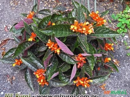 Begônia Negra (Chrysothemis pulchella) Imagem Begônia Negra (Chrysothemis pulchella)