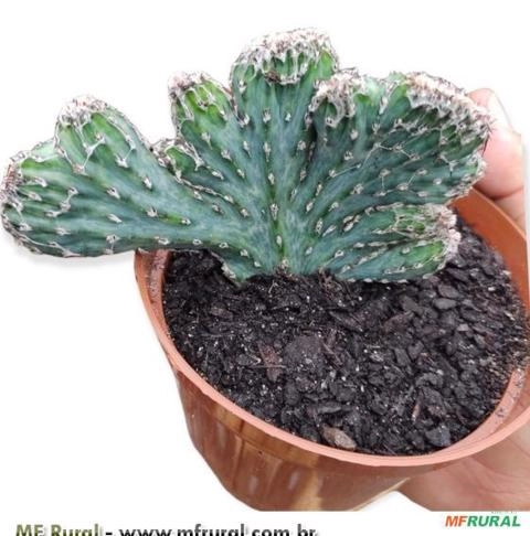 Cacto Cristata (Cereus spegazzinii) Imagem Cacto Cristata (Cereus spegazzinii)