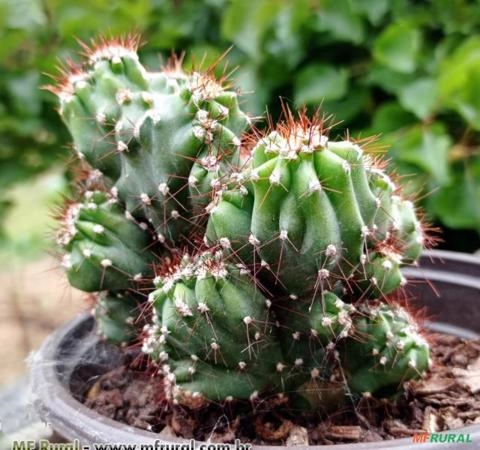 Cacto Monstro (Cereus peruvianus monstruosus) Imagem Cacto Monstro (Cereus peruvianus monstruosus)