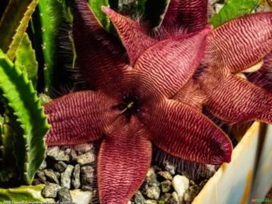 Estapelia ou Flor Estrela (Stapelia sp) Imagem Estapelia ou Flor Estrela (Stapelia sp)