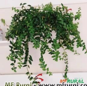 Columeia Micro (Columnea microphylla) Imagem Columeia Micro (Columnea microphylla)