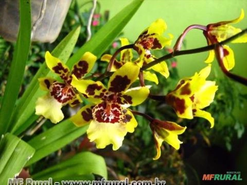 Colmanara (Colmanara wildcat) Imagem Colmanara (Colmanara wildcat)