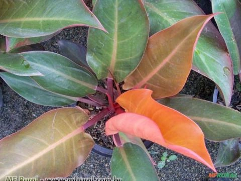 Philodendro Outono (Philodendron Imagem Philodendro Outono (Philodendron