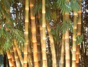 Pequeno lote de mudas de Bambu Gigante (Dendrocalamus giganteus) a pronta entrega