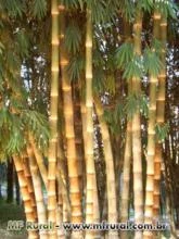 Pequeno lote de mudas de Bambu Gigante (Dendrocalamus giganteus) a pronta entrega