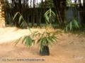 Pequeno lote de mudas de Bambu Gigante (Dendrocalamus giganteus) a pronta entrega Imagem Pequeno lote de mudas de Bambu Gigante (Dendrocalamus giganteus) a pronta entrega