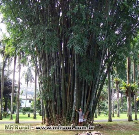 Pequeno lote de mudas de Bambu Gigante (Dendrocalamus giganteus) a pronta entrega
