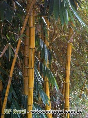 Imagem FECHANDO GRADES ESPAÇOS, A MELHOR SOLUÇÃO! Imagem FECHANDO GRADES ESPAÇOS, A MELHOR SOLUÇÃO!