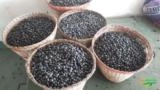 AÇAÍ DE ALTA QUALIDADE COM EXELENTE PREÇO . Imagem AÇAÍ DE ALTA QUALIDADE COM EXELENTE PREÇO .