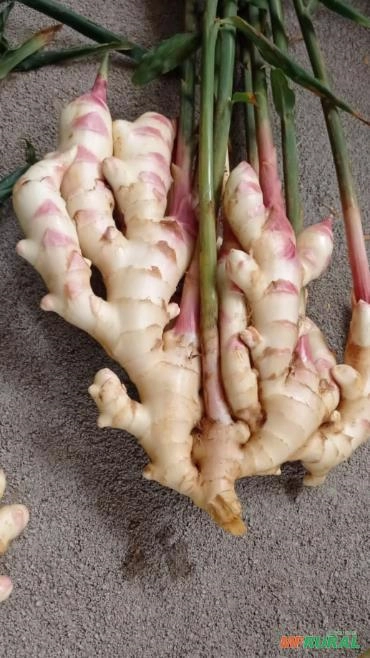 Imagem Gengibre Fresco de Qualidade Imagem Gengibre Fresco de Qualidade