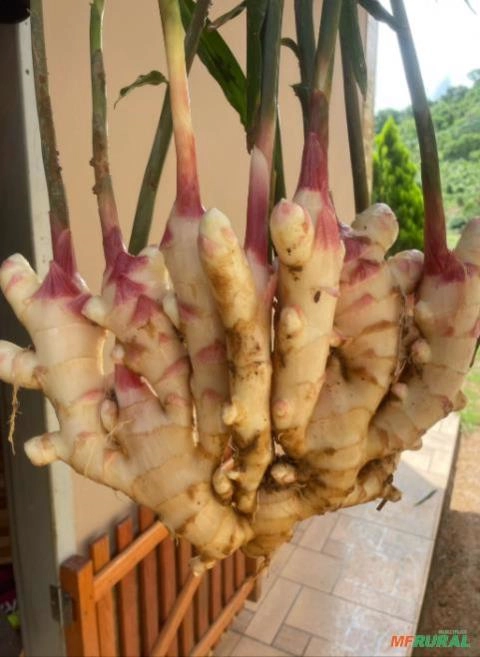 Imagem Gengibre Fresco de Qualidade Imagem Gengibre Fresco de Qualidade