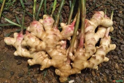 Imagem Gengibre Fresco de Qualidade Imagem Gengibre Fresco de Qualidade