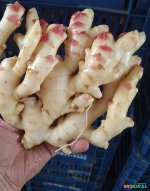 Imagem Gengibre Fresco de Qualidade Imagem Gengibre Fresco de Qualidade