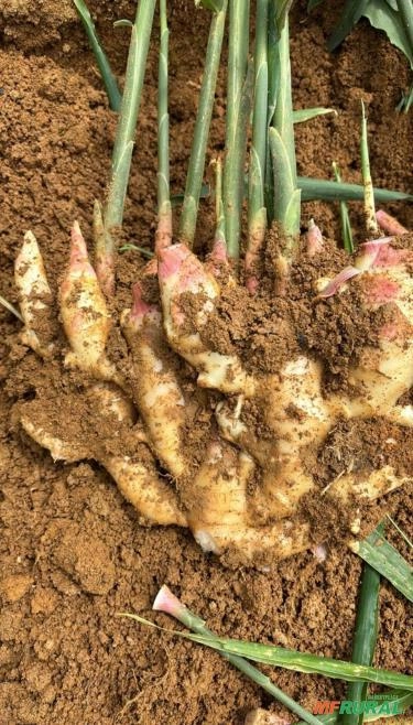 Gengibre Fresco de Qualidade Imagem Gengibre Fresco de Qualidade