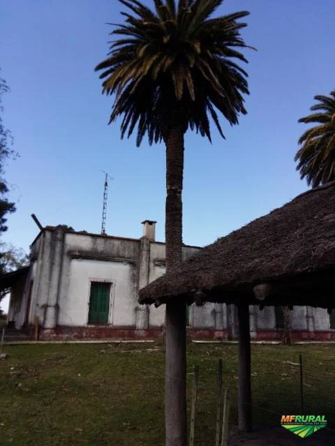 FAZENDA NO URUGUAI - 50KM DE TACUAREMBÓ