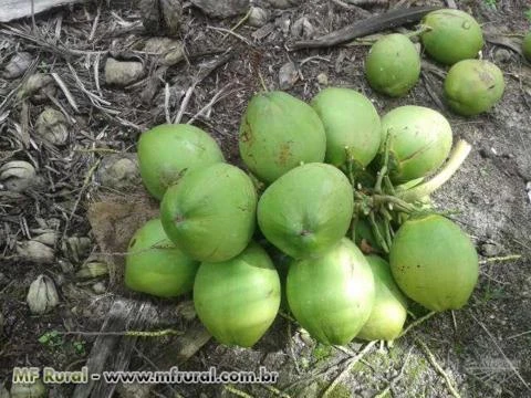 Coco Verde Capixaba