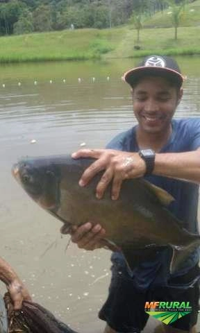 Compro tilapia e outros peixes Imagem Compro tilapia e outros peixes