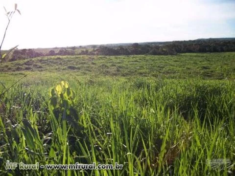 Fazenda de 1.580 hectares ( 326,45 alq.) na região de Pedro Afonso-TO