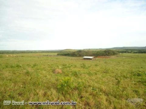 Fazenda de 1.580 hectares ( 326,45 alq.) na região de Pedro Afonso-TO