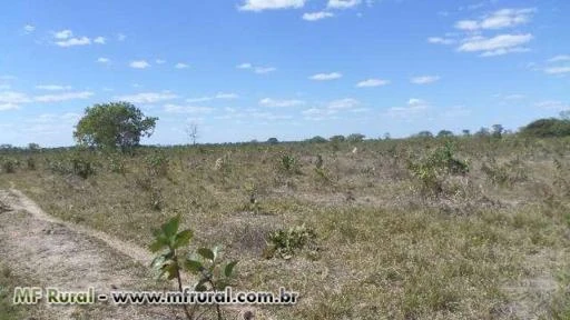 Fazenda de 181 alq. (876 ha.) em Santa Rita Tocantins To