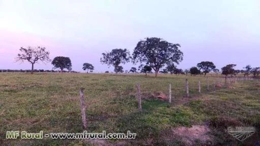 Fazenda de 15 alq.(72 há.)  em Palmeiras de Goiás