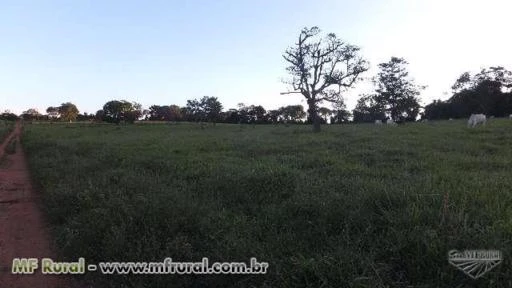 Fazenda de 50 alq.(242 ha.) em Trindade-Go