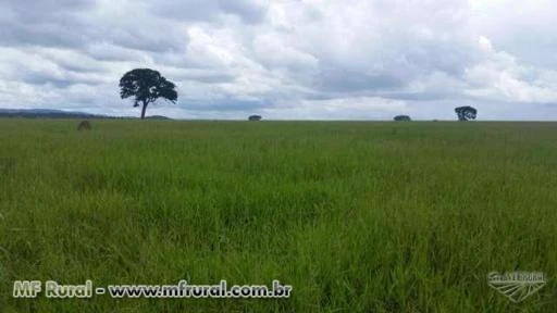 Fazenda de 35 alq. (169 ha.) no município do Varjão Go