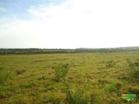 Fazenda de 1.580 hectares ( 326,45 alq.) na região de Pedro Afonso-TO