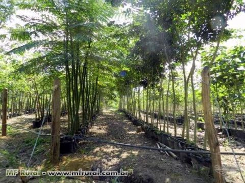 ARVORES NATIVAS E FRUTÍFERAS - ADULTAS Imagem ARVORES NATIVAS E FRUTÍFERAS - ADULTAS