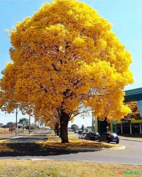 Mudas Ipê-Amarelo (Handroanthus sp.) Adultas em Vaso Imagem Mudas Ipê-Amarelo (Handroanthus sp.) Adultas em Vaso