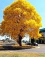 Mudas Ipê-Amarelo (Handroanthus sp.) Adultas em Vaso Imagem Mudas Ipê-Amarelo (Handroanthus sp.) Adultas em Vaso