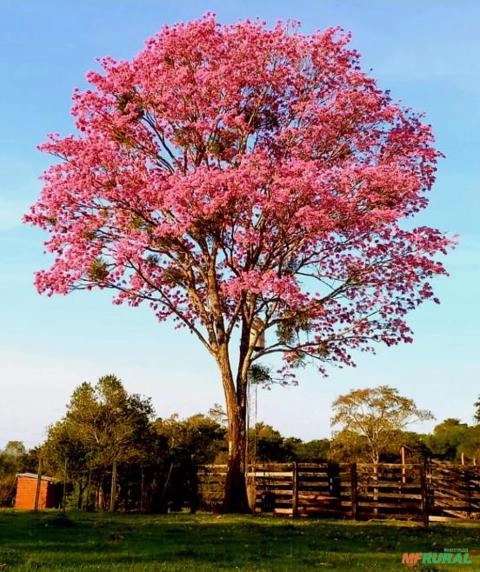 Mudas de Ipê-Roxo (Handroanthus sp.) Semi-Adulto em Vaso Imagem Mudas de Ipê-Roxo (Handroanthus sp.) Semi-Adulto em Vaso