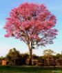 Mudas de Ipê-Roxo (Handroanthus sp.) Semi-Adulto em Vaso Imagem Mudas de Ipê-Roxo (Handroanthus sp.) Semi-Adulto em Vaso